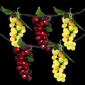 Northlight 5ct. Grape Cluster String Light Set - image 3