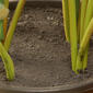 National Tree Garden Accents 30in. Calathea Plant - image 4