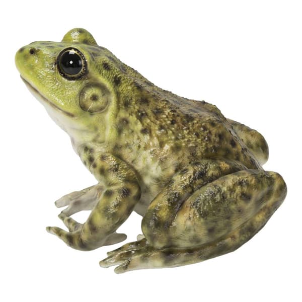 Hi-Line Gift American Bullfrog Garden Statue