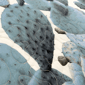 Donna Sharp Cacti Throw - image 5
