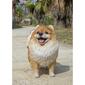 Hi-Line Gift Medium Standing Pomeranian Garden Statue - image 8