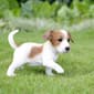 Hi-Line Gift Jack Puppy Playing Garden Statue - image 5