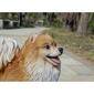 Hi-Line Gift Medium Standing Pomeranian Garden Statue - image 7