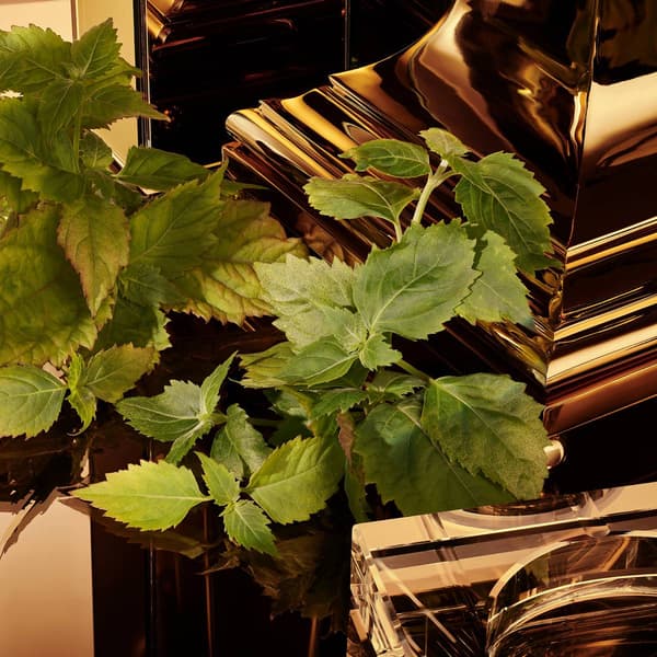 Dolce&Gabbana The One Gold Pour Homme Eau de Parfum Intense