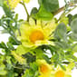 Northlight Seasonal Lemon & Daisy Springtime Half Wreath - image 4