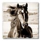 4pk. Black Beauty Square Set - image 1