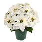 Puleo International 19in. Pre-Lit Potted White Poinsettias - image 1