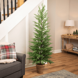 Northlight 6ft. Medium Norfolk Pine Potted Christmas Tree
