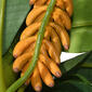 National Tree 18in. Banana Plant - image 5
