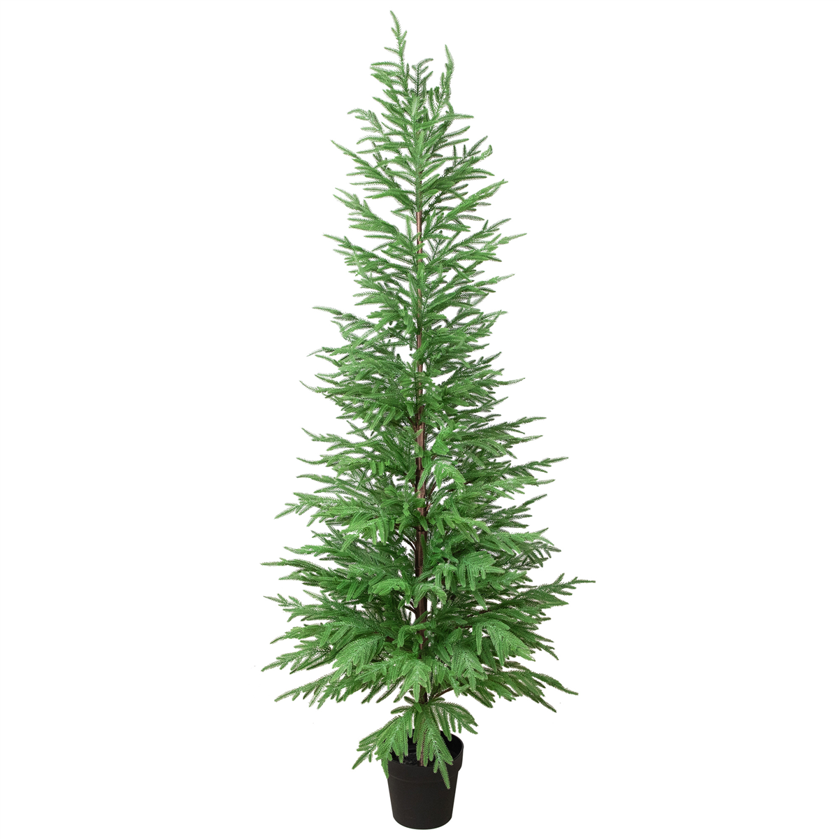 Northlight 6ft. Medium Norfolk Pine Potted Christmas Tree
