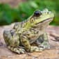 Hi-Line Gift American Bullfrog Garden Statue - image 6