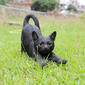 Hi-Line Gift Black Cat Stretching Garden Statue - image 3
