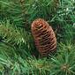 Northlight Seasonal 42in. Dakota Red Pine Teardrop Swag - image 2