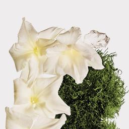 Calvin Klein Cotton Musk Hair & Body Perfume Mist