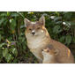 Hi-Line Gift Mother & Baby Fox Sitting Garden Statue - image 7