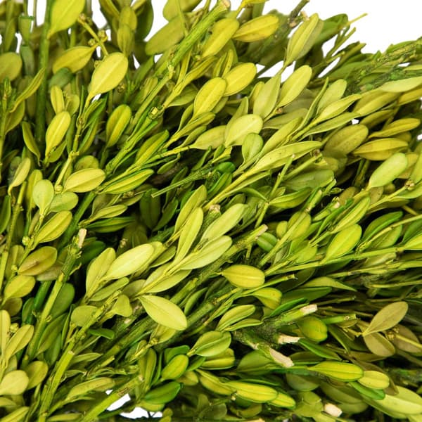 Northlight Seasonal 11in. Artificial Green Foliage Spring Wreath