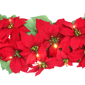 Puleo International 6ft. Pre-Lit Red Poinsettia Garland - image 4