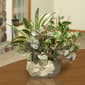 National Tree 10in. Potted Plant - image 2