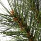 National Tree 3ft. Frosted Ontario Pine Tree - image 3