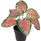 Northlight Seasonal 8in. Artificial Rohdea Potted Plant - image 5