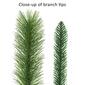 Puleo International 20ft. Spruce Garland - image 5