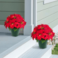 Puleo International 19in. Pre-Lit Potted Red Poinsettias - image 2