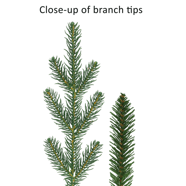 Puleo International 7.5ft. Pre-Lit Slim Hillside Spruce Tree