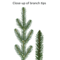 Puleo International 7.5ft. Pre-Lit Slim Hillside Spruce Tree - image 6