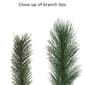 Puleo International 6.5ft. Pre-Lit Artificial Christmas Pine Tree - image 6