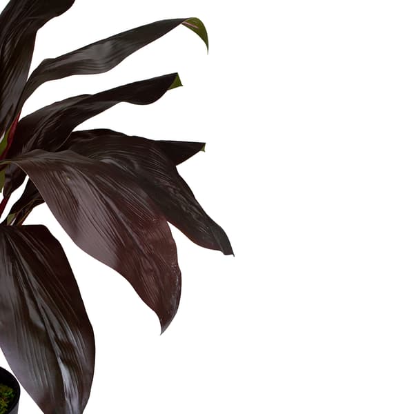 Northlight Real Touch™ Red and Green Artificial Dracaena Potted