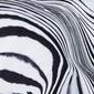 Vince Camuto Muse Zebra Print Comforter Set - image 4