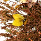 Northlight Seasonal 32in. Fall Grass Artificial Wreath - image 4