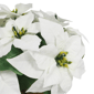 Puleo International 22in. Pre-Lit Potted White Poinsettias - image 5