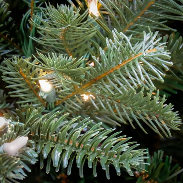 National Tree 7.5ft. LED Douglass Fir Christmas Tree