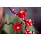 LEGO&#174; Botanicals Plum Blossom - image 8
