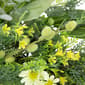 Northlight Seasonal Artificial Mixed Foliage & Daisy Wreath - image 6