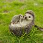 Hi-Line Gift Mother &amp; Baby Hedgehogs Garden Statue - image 5