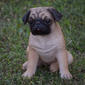 Hi-Line Gift Sitting Pug Garden Statue - image 6