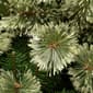 National Tree 6ft Arcadia Pine Cashmere Slim Christmas Tree - image 3