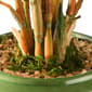 National Tree Garden Accents  22in. Bamboo Plant - image 3