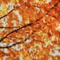 Habitat Photo Reel Fall Tree Curtain Panel Pair - image 3