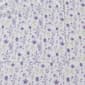FreshFolds Delia Premium Lavender Floral Microfiber Sheet Set - image 5