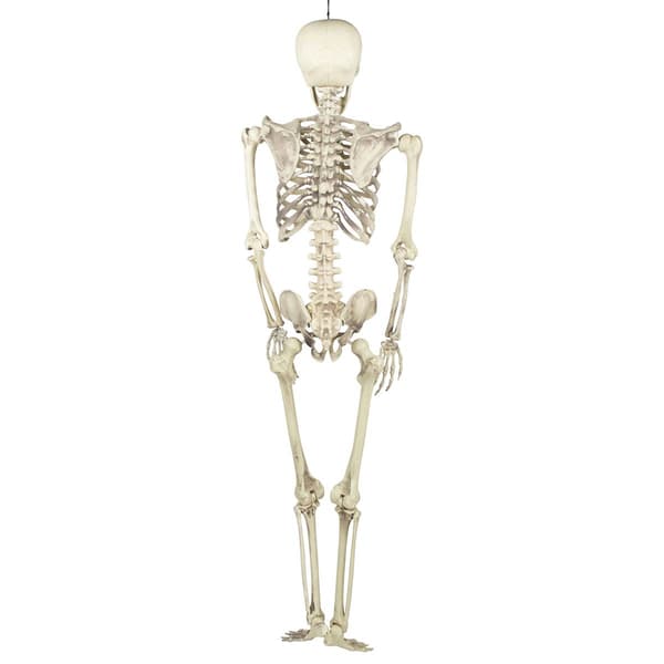 Northlight Seasonal 5ft. Life Size Skeleton Halloween Decoration