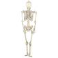 Northlight Seasonal 5ft. Life Size Skeleton Halloween Decoration - image 6