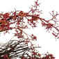 Northlight Seasonal Fall Burgundy Berry Artificial Wreath - image 3