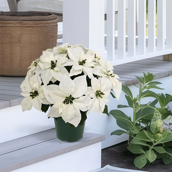 Puleo International 22in. Pre-Lit Potted White Poinsettias
