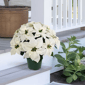 Puleo International 22in. Pre-Lit Potted White Poinsettias - image 3