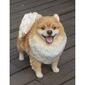 Hi-Line Gift Medium Standing Pomeranian Garden Statue - image 5