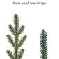Puleo International 7.5ft. Pre-Lit Utah Fir Christmas Tree - image 6