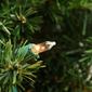 Northlight Seasonal 24in. Canadian Pine Christmas Wreath - image 3